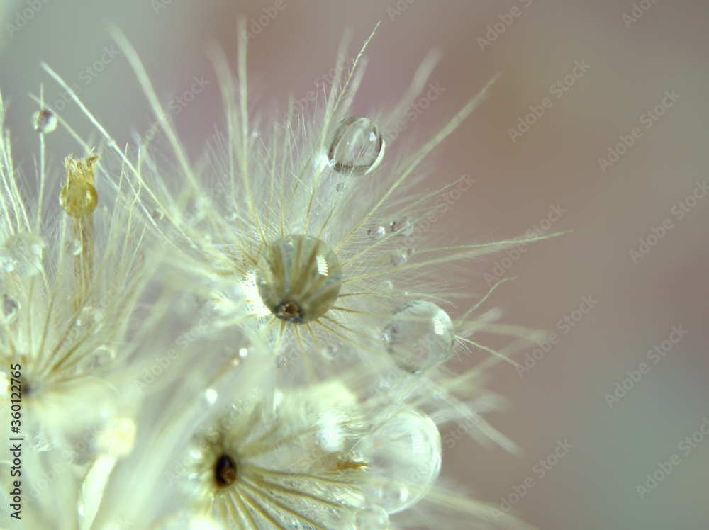 Fototapeta premium Closeup white dry flower plants with shiny drops of water on bright yellow gold blurred background , macro image , shiny for card design, pink sweet color for card design