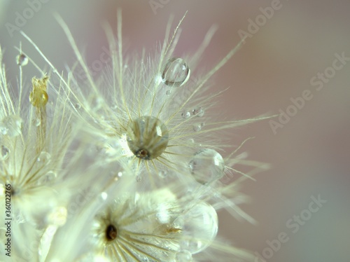 Closeup white dry flower plants with shiny drops of water on bright yellow gold blurred background   macro image   shiny for card design  pink sweet color for card design