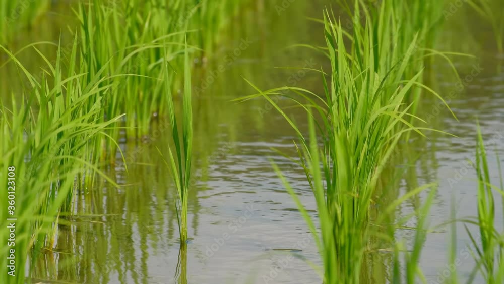 【動画素材】田植えの後の稲 水田 初夏 【動画素材】田植えの後の稲 水田 初夏