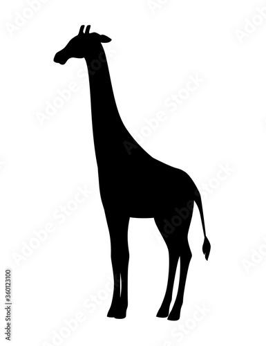 Black silhouette mature giraffe african animal with long neck cartoon animal design flat vector illustration isolated on white background © An-Maler