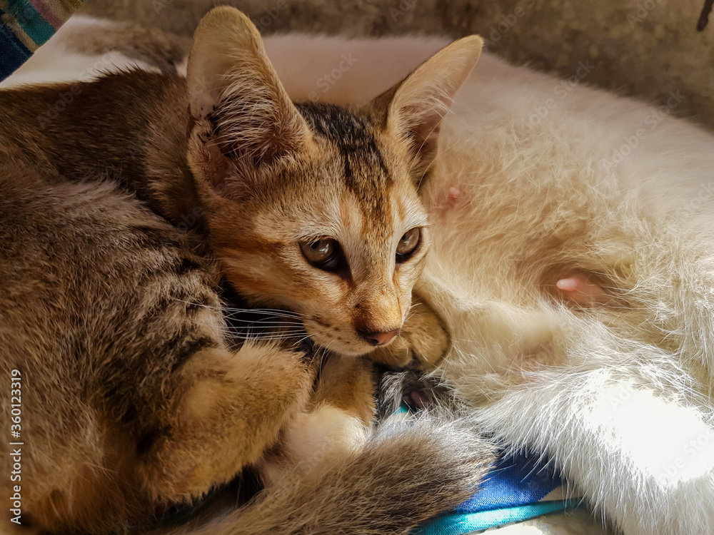 Fototapeta premium Baby cat sitting beside it's mother. Indian kitten and it's mother