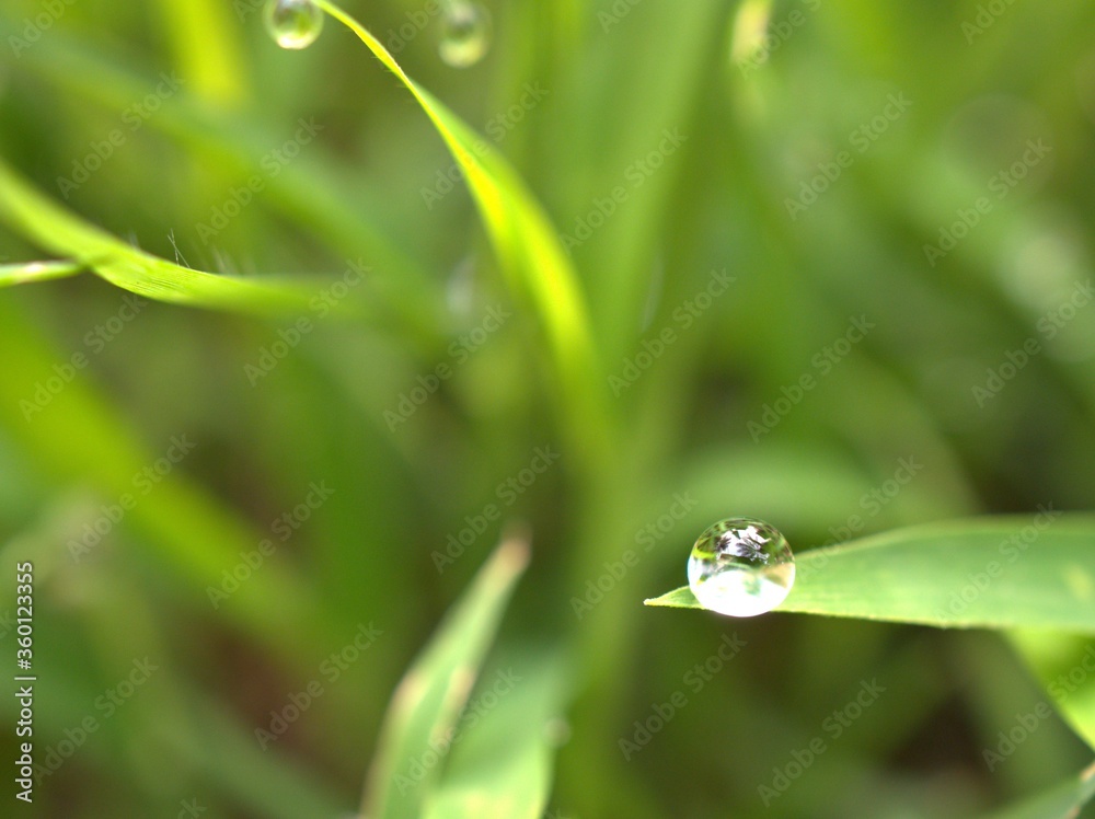 Closeup water drops on leaf ,dew on green grass, droplets on nature leaves with blurred background , macro image , soft focus for card design Closeup water drops on leaf ,dew on green grass, droplets on nature leaves with blurred background , macro image , soft focus for card design