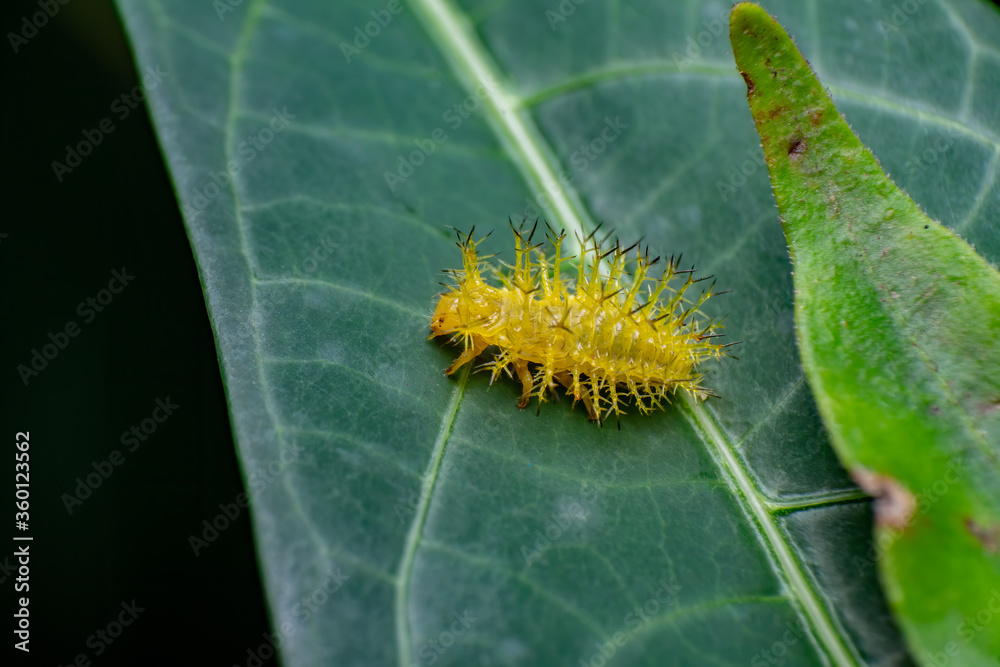 Naklejka premium beautiful closeup photos of insects