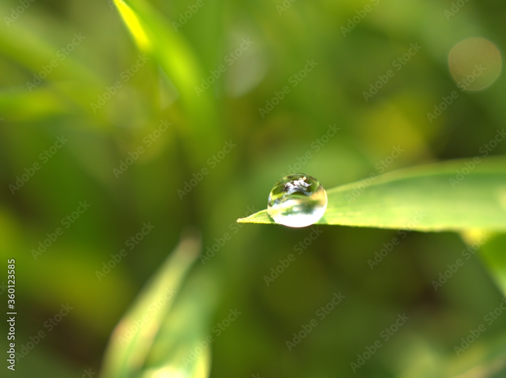 Closeup water drops on leaf ,dew on green grass, droplets on nature leaves with blurred background , macro image , soft focus for card design