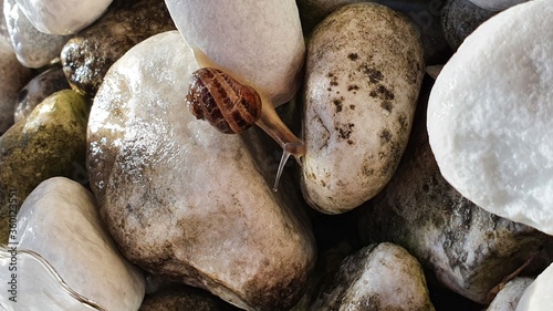 Little snail on stones