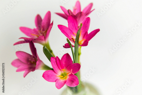 Fotografi a bouquet of crocuses in a glass of purple, haze, fuzziness, fog, blur