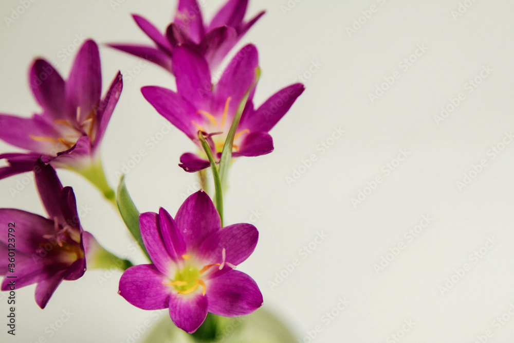 a bouquet of crocuses in a glass of purple, haze, fuzziness, fog, blur