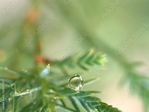 Closeup water drops on pine leaf ,dew on green grass, droplets on nature leaves with blurred background , macro image , soft focus for card design