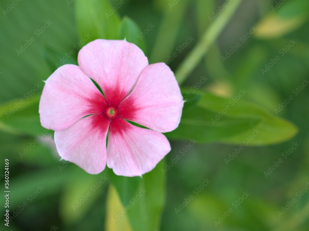 Closeup pink petals of Periwinkle madagascar flower plants in garden with green blurred background ,sweet color for card design, macro image 