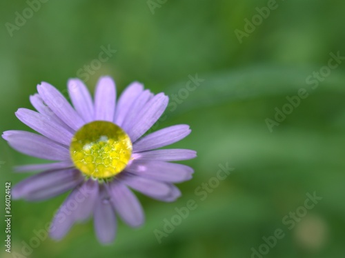 Closeup violet purple little daisy flower plants with drop of water in garden and green blurred background , macro image ,soft focus for card design