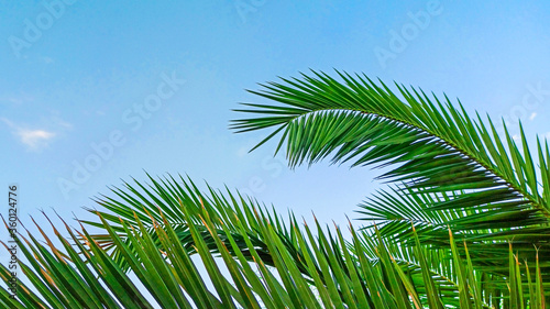 Palm leaves in sunshine on blue sky background, copy space, close up. Concept summertime, vacation, tropics, nature, exotic.