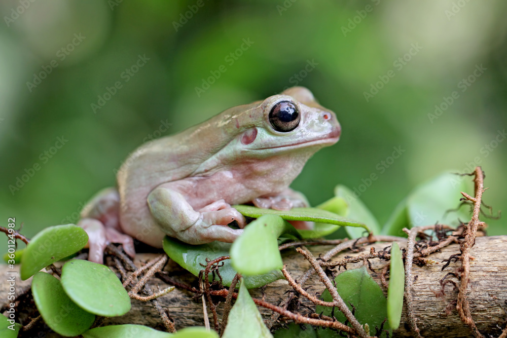 Obraz premium dumpy frog, papua green tree frog on the branch