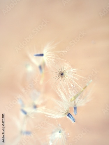 Closeup white Dry dandelion seeds flower on bright background with soft focus  macro image  smooth color for card design  wallpaper  abstract background