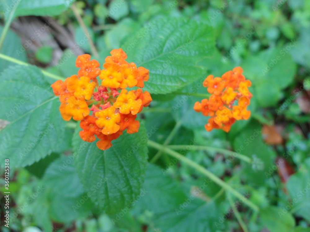 beautifull flower yellow and orange beautifull flower yellow and orange