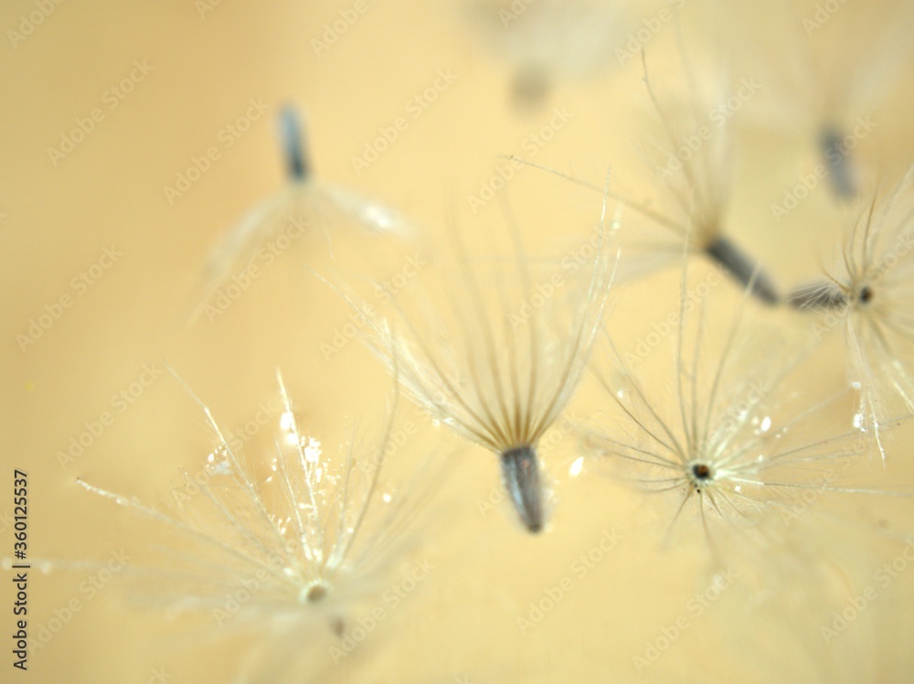 Closeup white Dry dandelion seeds flower on bright yellow background with soft focus ,macro image ,smooth color for card design ,wallpaper, abstract background Closeup white Dry dandelion seeds flower on bright yellow background with soft focus ,macro image ,smooth color for card design ,wallpaper, abstract background