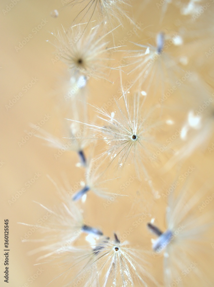 Closeup white Dry dandelion seeds flower on bright background with soft focus ,macro image ,smooth color for card design ,wallpaper, abstract background Closeup white Dry dandelion seeds flower on bright background with soft focus ,macro image ,smooth color for card design ,wallpaper, abstract background