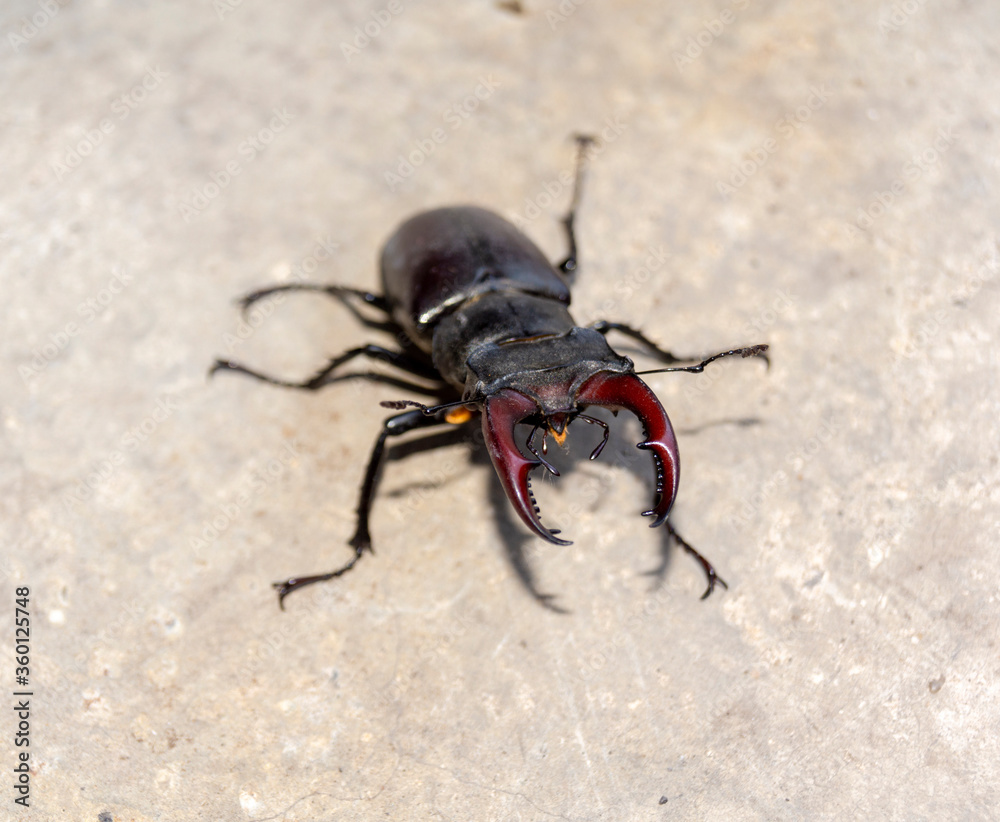 Macro. Beetle deer is Europe's largest insect. Lucanus cervus is a giant male deer on the hunt. Macro. Beetle deer is Europe's largest insect. Lucanus cervus is a giant male deer on the hunt.