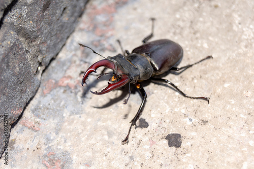 Macro.The stag beetle is the largest insect in Europe. Lucanus cervus is a giant male stag on the hunt. Stag beetle photographed in summer.