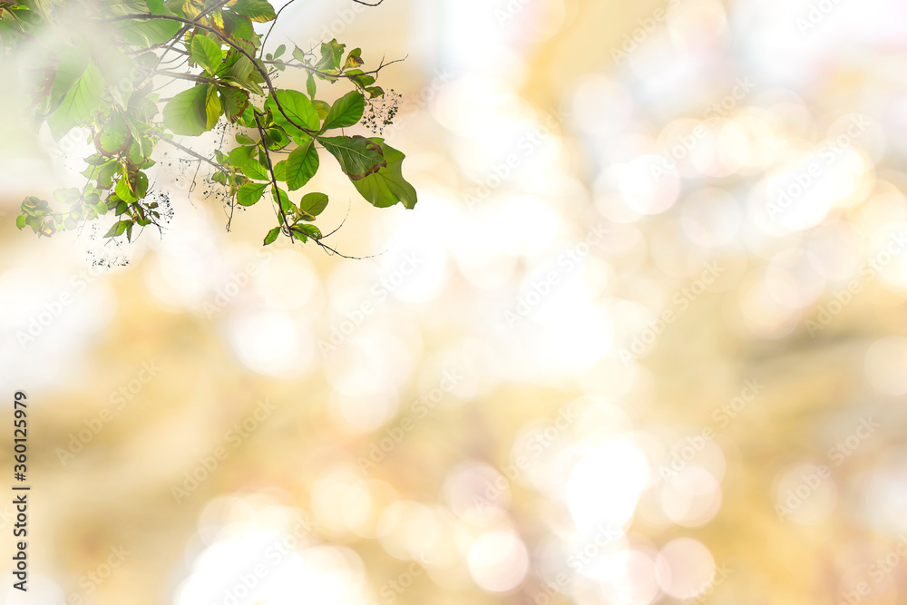 Natural green leaves, blurred backgrounds with beautiful circular bokeh. Natural green leaves, blurred backgrounds with beautiful circular bokeh.