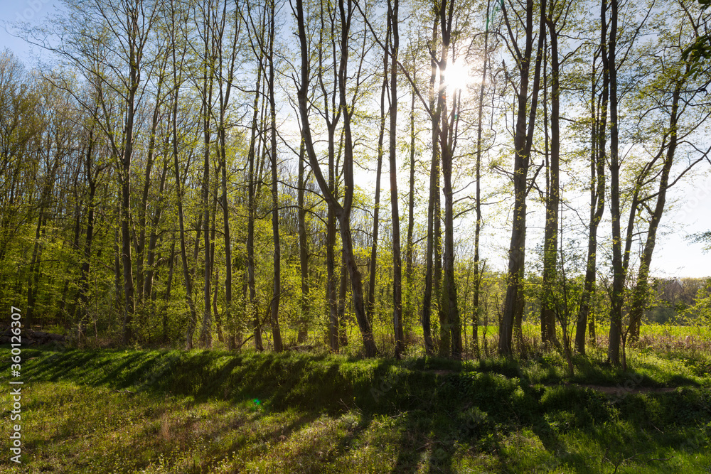 Fototapeta premium Buchenwald im Frühling, Nordrhein-Westfalen, Deutschland, Europa
