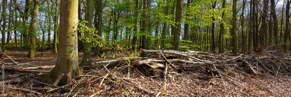 Baumäste am Waldboden, Buchenwald im Frühling, Nordrhein-Westfalen, Deutschland, Europa Baumäste am Waldboden, Buchenwald im Frühling, Nordrhein-Westfalen, Deutschland, Europa
