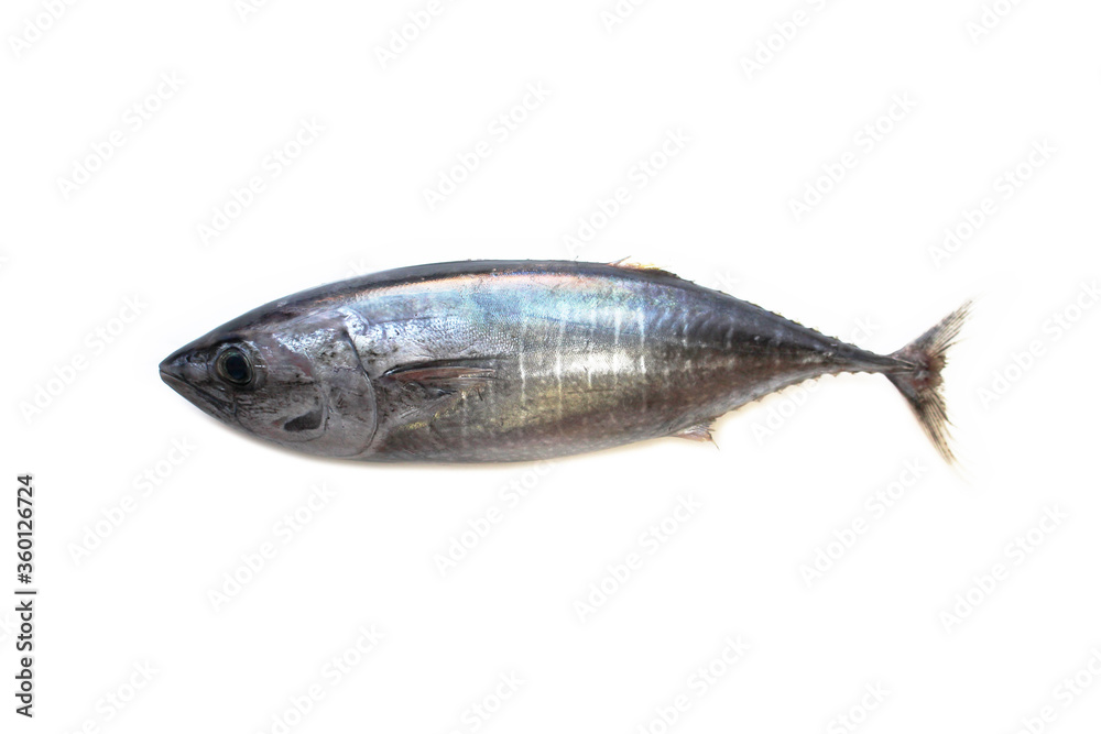シビ(キハダマグロの子) シビ(キハダマグロの子)