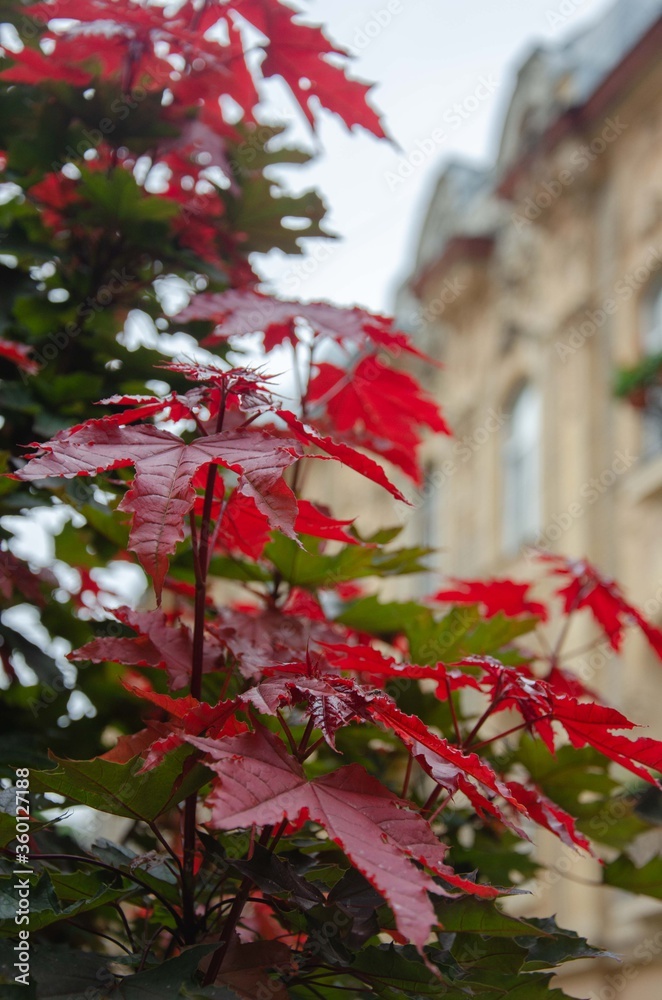 Red maple leaves near burgundy leaves background

