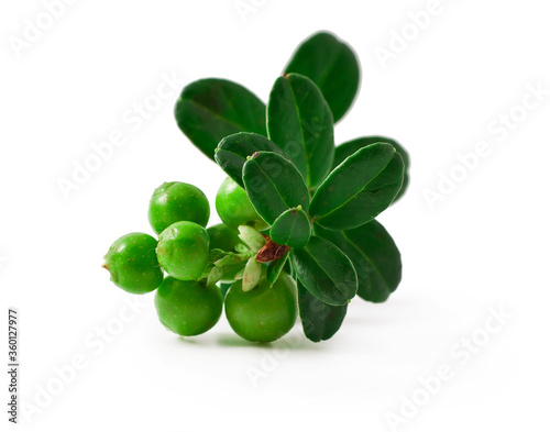 Cowberry with leaves and green unripe berries isolated on a white background.