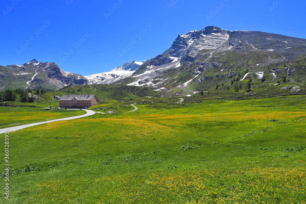 green field meadow with yellow flower with high peak snow mountain on background located in switzerland