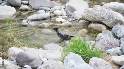 Hooded crow washing in Brembo river, San Pellegrino country , Italy photo