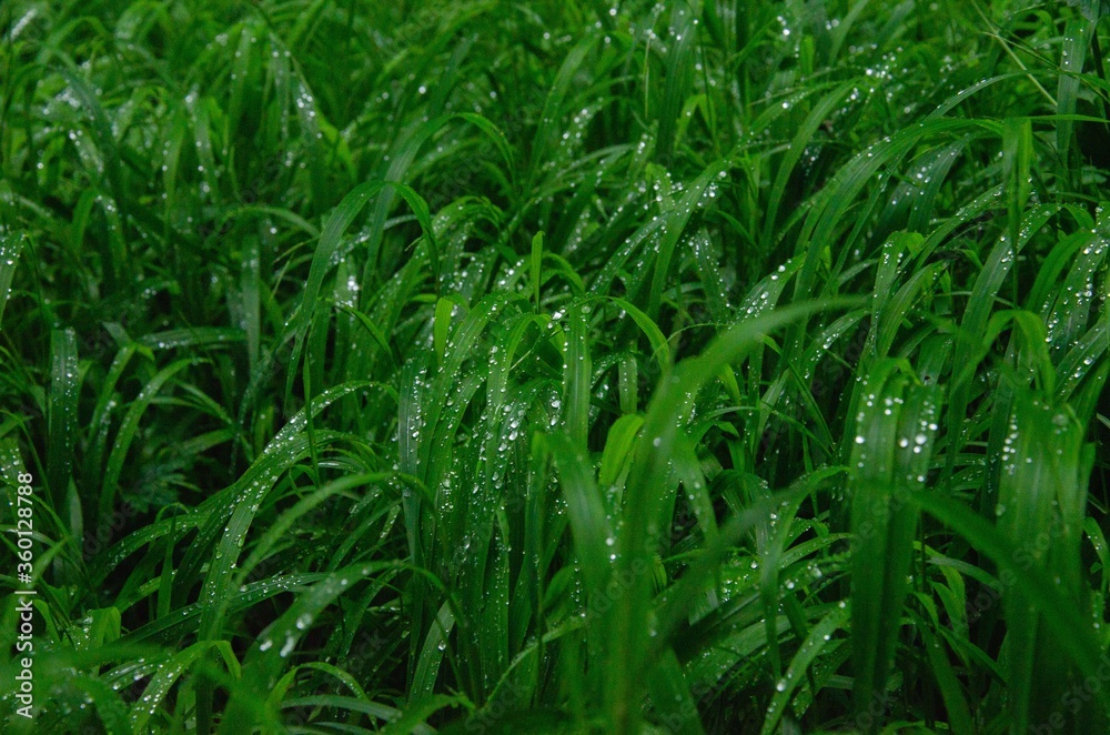 Helena grass with dew close-up background
Helena grass with dew close-up background