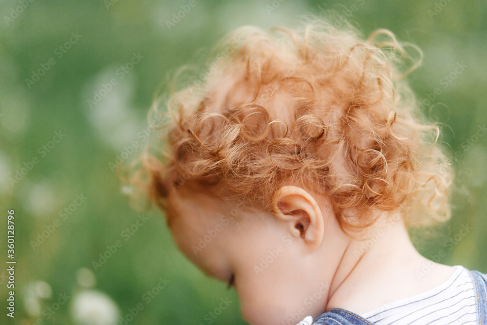 rear view, Wild curly blonde tangled hair of a toddler view from the back of the head – Kids with Curly Hair Maintenance and Grooming. rear view, Wild curly blonde tangled hair of a toddler view from the back of the head – Kids with Curly Hair Maintenance and Grooming.
