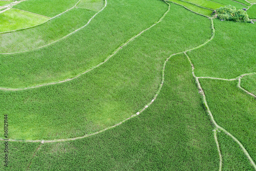 aerial view of the scene of green rice fields in an agriculture village