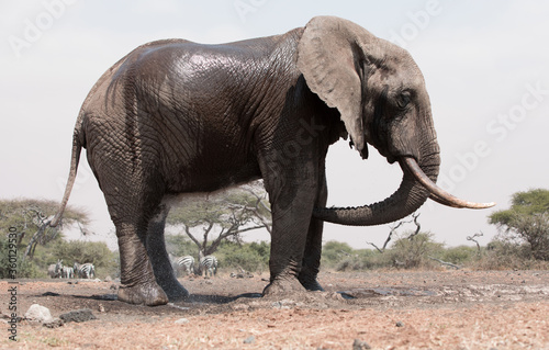 A close up of a single large Elephant (Loxodonta africana) in Kenya.