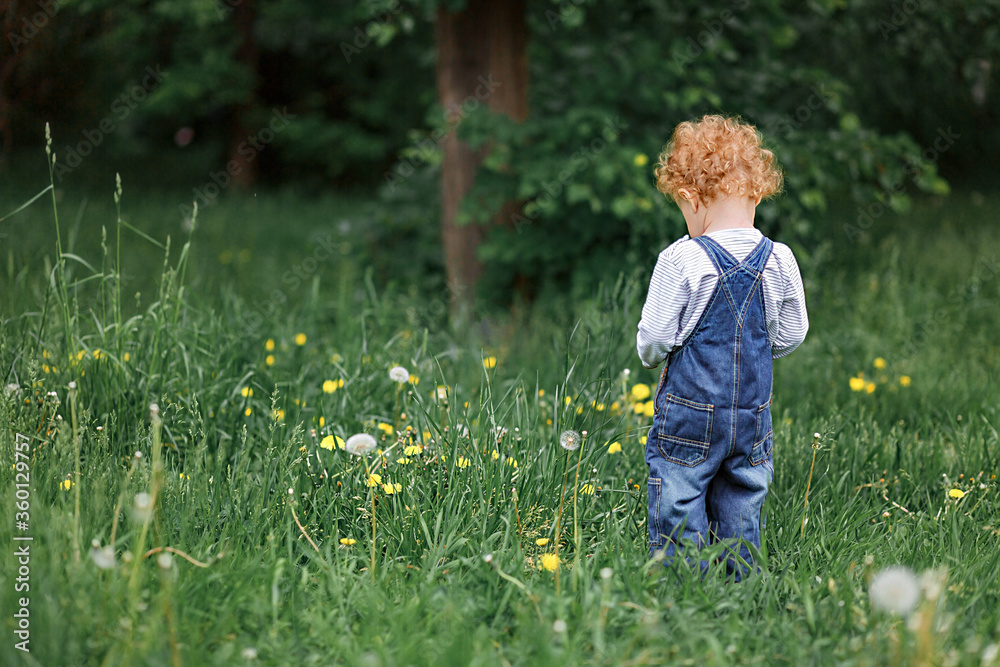 Little curly girl with dandelions Little curly girl with dandelions