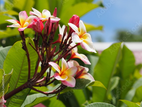 Plumeria mix color white pink and yellow colorfull flower blooming in garden on blur nature background Tropical nature, Frangipani, Temple, Graveyard Tree Apocynaceae © pakn