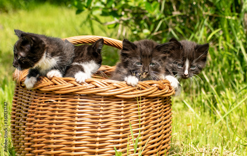Four kittens sitting in a basket. © Ilia Petukhov