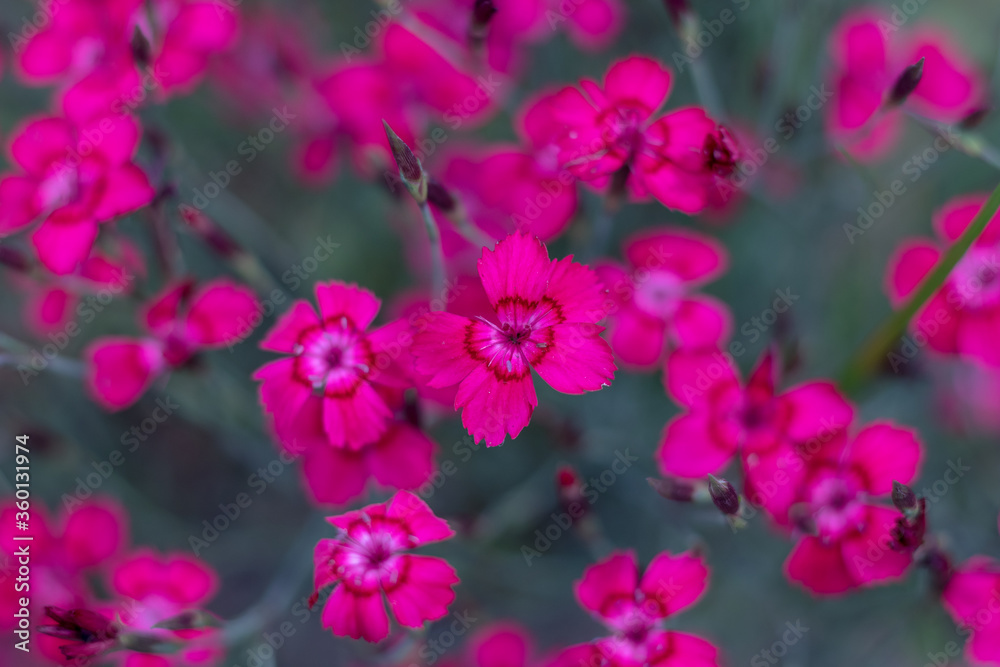 Dianthus deltoides, the maiden pink - pink flowers in the garden Dianthus deltoides, the maiden pink - pink flowers in the garden