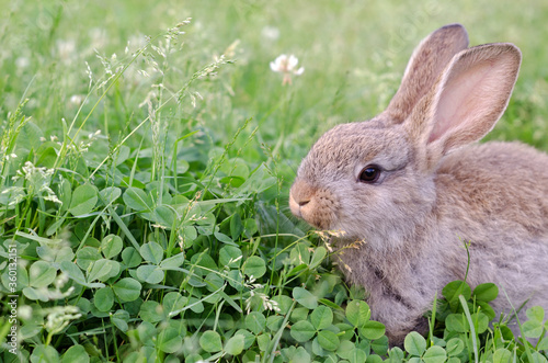 A gray-brown rabbit sits in the clover grass and nibbles the grass © Aleksandra