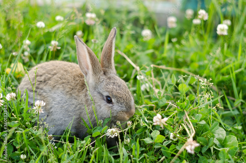 A gray-brown rabbit sits in the clover grass and nibbles the grass A gray-brown rabbit sits in the clover grass and nibbles the grass