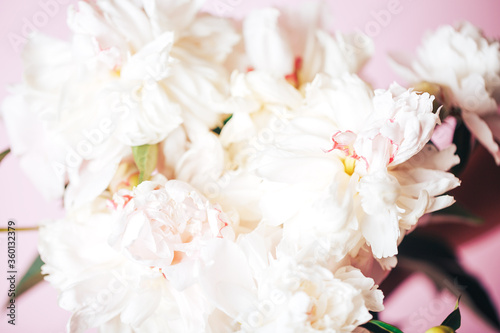 Beautiful delicate peonies on a pink background, blooming flowers, March 8, mother's day, birthday present © Anastassiya 