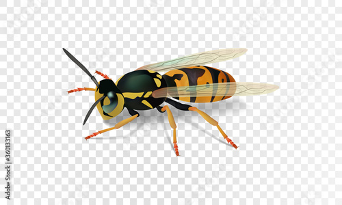 Realistic wasp. Vector illustration eps10