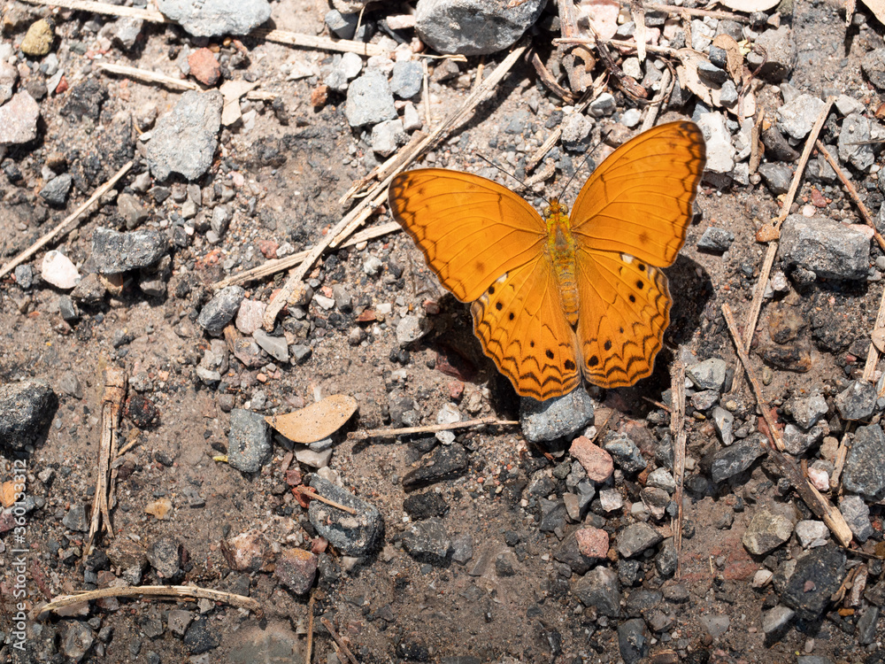 The Common Yeoman butterfly walking on dirt land in forest , Black stripes on orange color wings of tropical insect The Common Yeoman butterfly walking on dirt land in forest , Black stripes on orange color wings of tropical insect