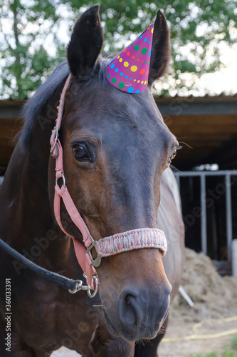 A head of a brown mare with a party hat, tree in background. Background for greeting card, congratulations, invitations © Dasya - Dasya