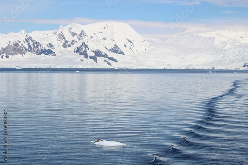 南極海域にて流氷の上で漂う１頭のアザラシ