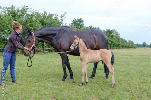 A little yellow stallion foal, standing next to the mother, during the day with a countryside landscape © Dasya - Dasya