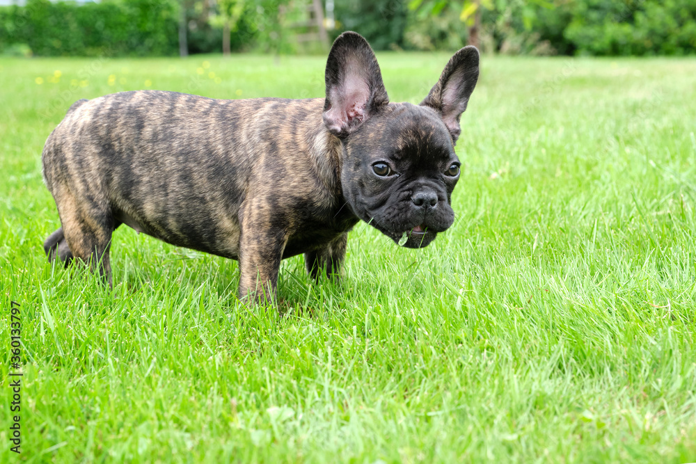 A cute adorable brown and black French Bulldog Dog puppy is standing in the grass with a cute expression in the wrinkled face