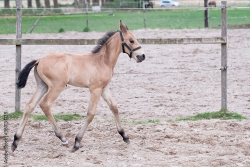 Little yellow foal, trosts, one week old, during the day with a countryside landscape