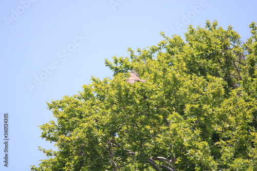 Chinar tree of Kashmir With Kashmiri Brown Eagle