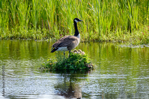 Canada Goose on her nest with two recently hatched chicks, A nest built on the water, soft yellow goslings photo